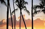 Palmiers silhouettés sur les nuages et soleil couchant, sel eau étang State Park, Kauai, Hawaii, États-Unis d'Amérique, Pacifique, Amérique du Nord