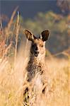 Eastern grey kangaroo, Geehi, Kosciuszko National Park, New South Wales, Australia, Pacific