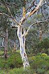 Neige gomme, Western Australia, Australie, Pacifique
