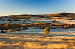 Field and hoar frost, Great Dividing Range, near Goulburn, New South Wales, Australia, Pacific