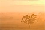 Eucalyptus arbre et matin brouillard, Carroll, New South Wales, Australie et Pacifique