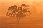 Eucalyptus arbre et matin brouillard, Carroll, New South Wales, Australie et Pacifique