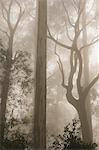 Sorbier forêt et matin brouillard, Mount Macedon, Victoria, Australie, Pacifique