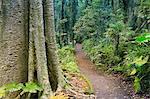 Chemin à travers la forêt tropicale, le Parc National de Dorrigo, patrimoine mondial de l'UNESCO, New South Wales, Australie, Pacifique