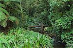 Brindle Creek, Parc National de Border Ranges, Nouvelle Galles du Sud, Australie, Pacifique