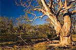 River Red Gum Baum, Hattah-Kulkyne Nationalpark, Victoria, Australien, Pazifik