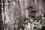 Pine tree, White Cloud Scenic Area, Mount Huangshan (Yellow Mountain), UNESCO World Heritage Site, Anhui Province, China, Asia