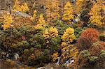 Automne couleurs, réserve naturelle de Yading, Province du Sichuan, Chine, Asie