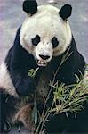 Panda mange bambou