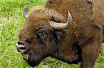 Bison d'Europe à Līgatne sentier-Nature, Parc National de Gauja, en Lettonie, pays baltes, Europe