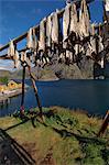 Kabeljau, Trocknung, Nusfjord, Flakstadoya, Lofoten Inseln, Norwegen, Skandinavien, Europa