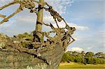 National Famine Monument, commemorating 150 year anniversary of the Irish Famine, Murrisk, near Westport, County Mayo, Connacht, Republic of Ireland, Europe