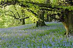 Glockenblumen in Carstramon Wood, Flotte-Tal, nahe Gatehouse of Fleet, Dumfries und Galloway, Schottland, Vereinigtes Königreich, Europa