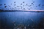 Sandhill crane migration, Platte River, Nebraska, United States of America, North America