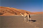 Camel in the desert, Wahiba Sands, Sharqiyah region, Oman, Middle East