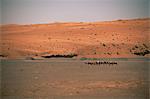 Bedouins and camels in the desert, Wahiba Sands, Sharqiyah region, Oman, Middle East