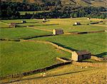 Champs clos et granges près de Gunnister, Swaledale, Parc National de Yorkshire Dales, Yorkshire, Angleterre, Royaume-Uni, Europe