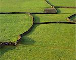 Walled fields and barns near Gunnister, Swaledale, Yorkshire Dales National Park, Yorkshire, England, United Kingdom, Europe