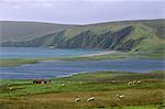 Papil Water and Tresta Wick, fields and sheep, Lamb Hoga in the distance, Fetlar, Shetland Islands, Scotland, United Kingdom, Europe