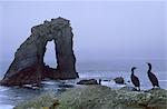 Cormorans et pile de Gaada, une arche naturelle de 45 m de haut, vieux grès rouge, Foula, îles Shetland, Ecosse, Royaume-Uni, Europe