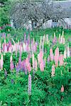 Lupins dans un ancien jardin, Aviemore, Grampians, Ecosse, Royaume-Uni, Europe