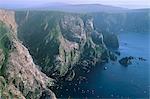 Falaises de Hermaness réserve naturelle nationale, grande régurgitée à Saito, Unst, îles Shetland, Ecosse, Royaume-Uni, Europe