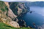 Cliffs of Hermaness National Nature Reserve, large gannetry at Saito, Unst, Shetland Islands, Scotland, United Kingdom, Europe