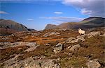 Sheep, rocky outcrops of Forest of Harris, North Harris, Outer Hebrides, Scotland, United Kingdom, Europe