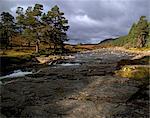 Schottische Pinien und oberen Dee-Tal in der Nähe von Inverey, Aberdeenshire, Hochlandregion, Schottland, Vereinigtes Königreich, Europa