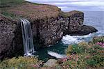 75 M de haut des vieux grès rouges falaises conglomerate, oiseaux de Fowlsheug RSPB et la réserve naturelle, Crawton, Aberdeenshire, Ecosse, Royaume-Uni, Europe