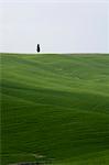 Lone Cypress in Maisfeldern in der Nähe von Pienza, Val D'Orcia, Toskana, Italien, Europa