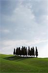 Cypresses in corn field near San Quirico, Val D'Orcia, Tuscany, Italy, Europe