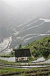 Longsheng en terrasses de rizières, Province de Guangxi, Chine, Asie