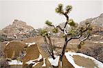 Rare winter snowfall, Hidden Valley, Joshua Tree National Park, California, United States of America, North America
