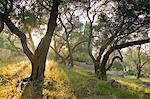 Evening light shining through olive trees, Paxos, Ionian Islands, Greek Islands, Greece, Europe