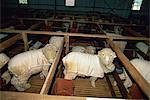 Sheep kept indoors to produce finer wool at the Wimmera Wool Factory, a community project at Horsham, Victoria, Australia, Pacific