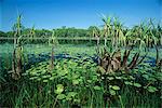 Lily Pads und kleinen Palmen in Annaburroo Billabong bei der Mary River Crossing in der Nähe der Arnhem Highway zwischen Darwin und Kakadu in The Top End, Northern Territory, Australien, Pazifik