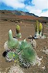Silversword growing in the vast crater of Haleakala, the worlds largest dormant volcano, unique to Hawaii it flowers once then dies, Maui, Hawaii, United States of America, North America