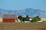 Farm with large barn, on the prairie, with mountains behind, Cascade County, Montana, United States of America, North America
