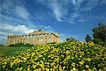 Temple entre le printemps fleurit, Selinunte, établi le Ve siècle av. J.-C., Sicile, Italie, Europe