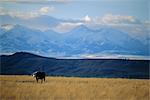 Looking west towards the Rocky Mountains from Big Timber, Sweet Grass County, southern Montana, Montana, United States of America, North America