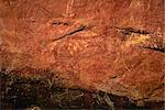 X-ray style painting of a wallaby at the Aboriginal rock art site at Ubirr Rock, Kakadu National Park, where paintings date from 20000 years old to present day, UNESCO World Heritage Site, Northern Territory, Australia, Pacific