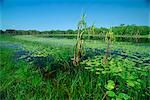 Lily Pads und kleinen Palmen in der Annaburroo Billabong bei der Mary River Crossing in der Nähe der Arnhem Highway im Northern Territory, Australien, Pazifik