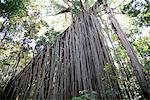 Curtain fig, a huge 15m high strangling parasite in forest near Yungaburra, Atherton Tablelands, Queensland, Australia, Pacific