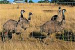 Emus at an emu farm near Rutherglen in the northeast of the state, Victoria, Australia, Pacific