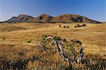 Noueux escarpement arbre et à l'est de Wilpena Pound, un immense bassin naturel dans le Parc National des Flinders Ranges, Australie-méridionale, Australie