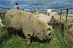 Sheep Mayfield national Show sur le plaines de Canterbury, Nouvelle Zelande, Pacifique