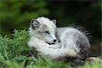 Arctic Fox