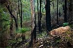 Des troncs d'arbres, Darlington, Perth, Australie-occidentale, Australie