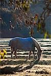 Horse Grazing in Field, Darlington, Perth, Western Australia, Australia